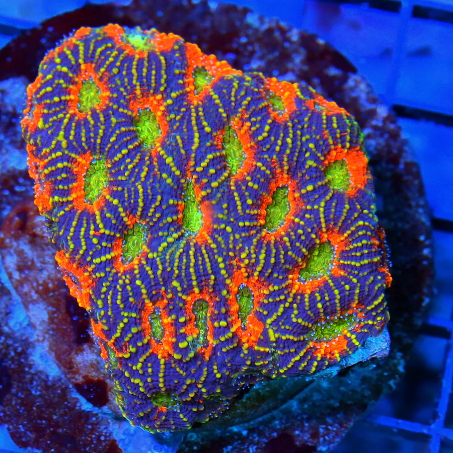 3 ACANTHASTREA ECHINATA CORAL - OUTRAGOUS HANDPICKED CULTURED ORANGE CRUSH MORPHED ACAN ECHINATA