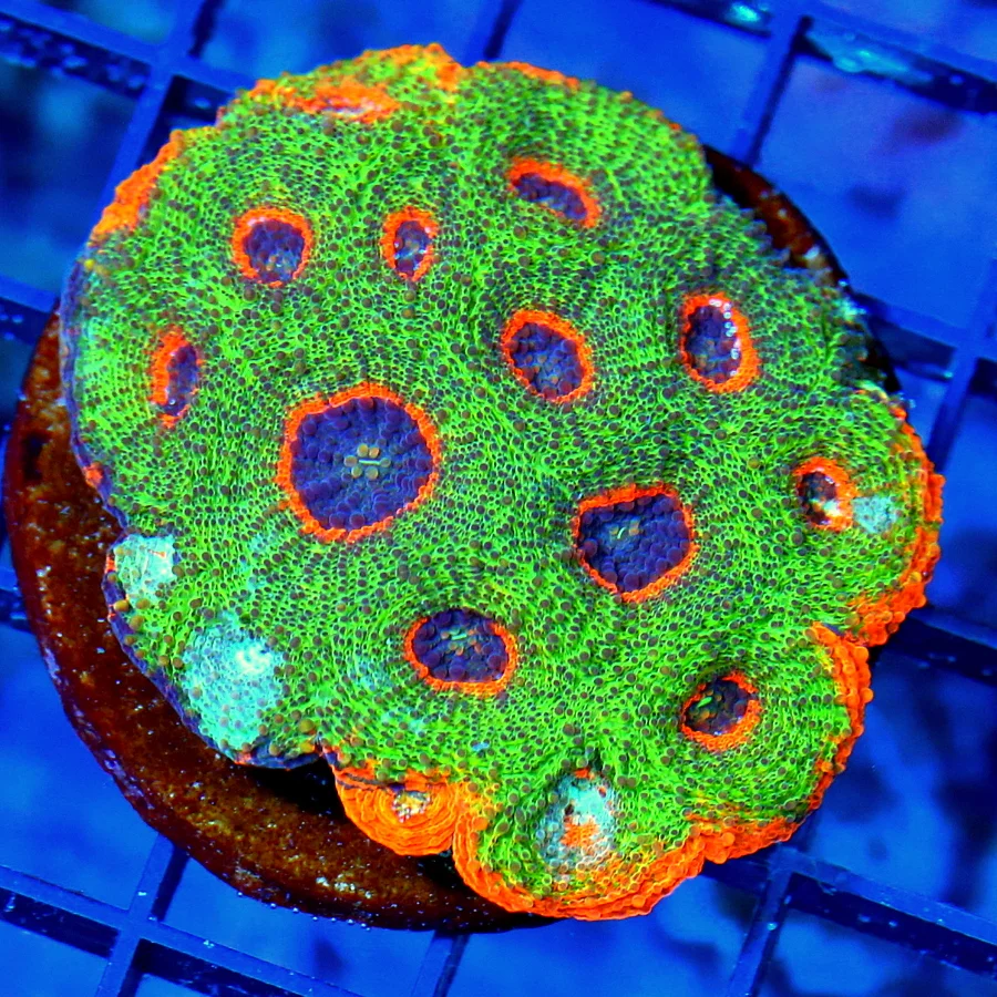3 ACANTHASTREA ECHINATA CORAL - OUTRAGOUS HANDPICKED CULTURED ORANGE CRUSH MORPHED ACAN ECHINATA