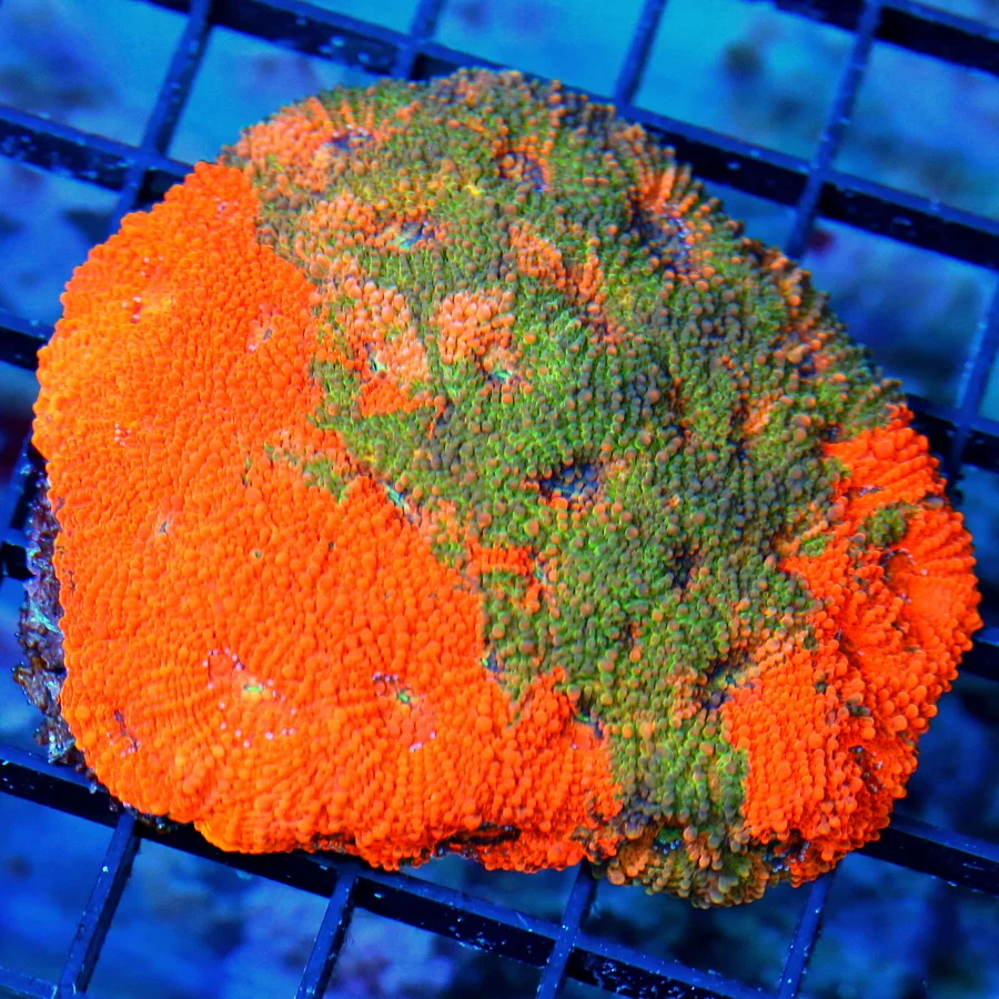 3.5 ACANTHASTREA ECHINATA CORAL - OUTRAGOUS HANDPICKED CULTURED ORANGE CRUSH MORPHED ACAN ECHINAT
