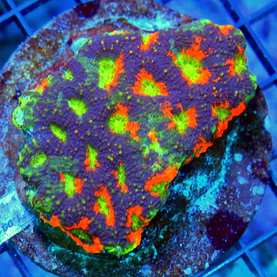 3.5 ACANTHASTREA ECHINATA CORAL - OUTRAGOUS HANDPICKED CULTURED ORANGE CRUSH MORPHED ACAN ECHINAT