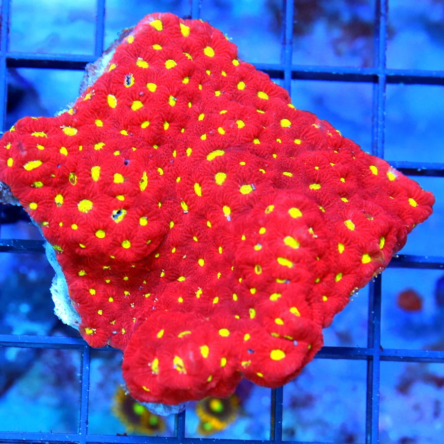 4x3 WAR CORAL FAVITES - ULTRA COLORED YELLOW EYED WAR CORAL FAVITES