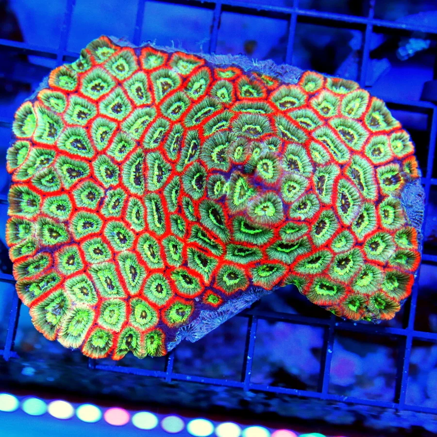 4x3.5 MICRO FAVIA CORAL - TRI-COLORED SHOWPIECE MICRO FAVIA CORAL