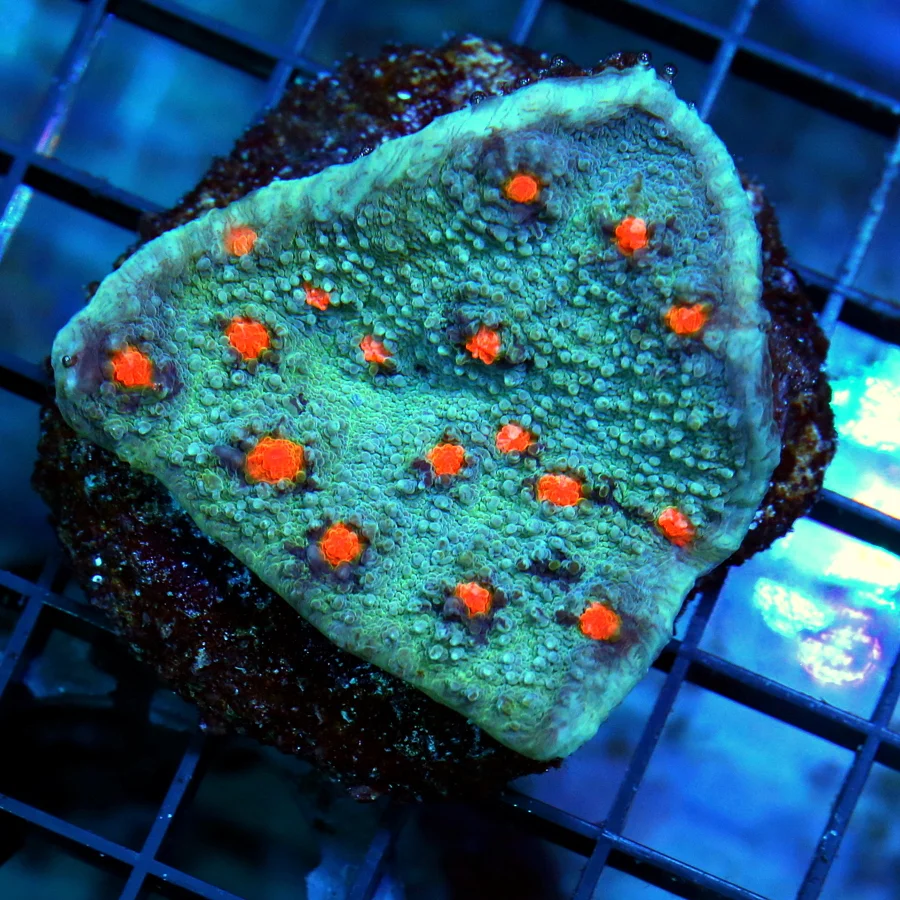 3 ECHINOPHYLLIA CHALICE CORAL - SUPER SUPER COLORED BLUE ULTRA ORANGE EYED CHALICE