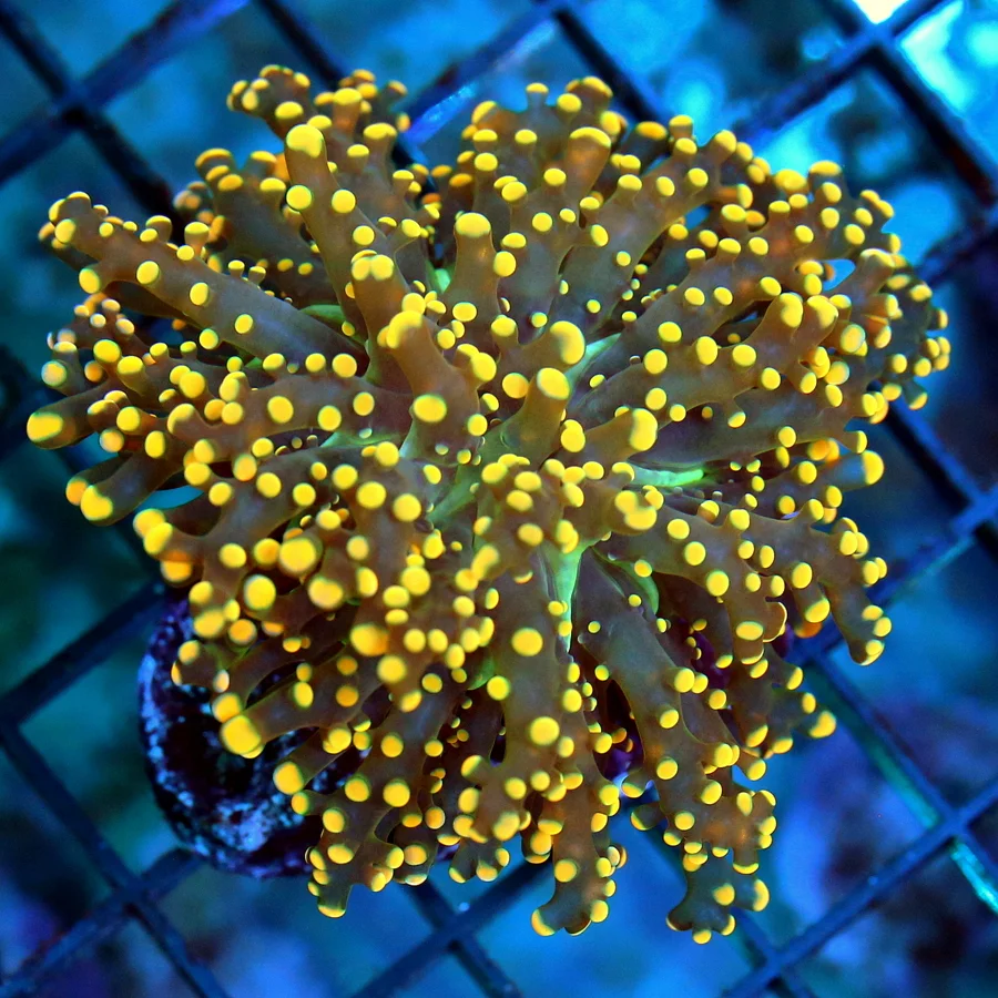 3.5x3.5 OCTOSPAWN CORAL - ULTRA ULTRA NEON ORANGE GREEN CENTERED OCTOSPAWN CORAL
