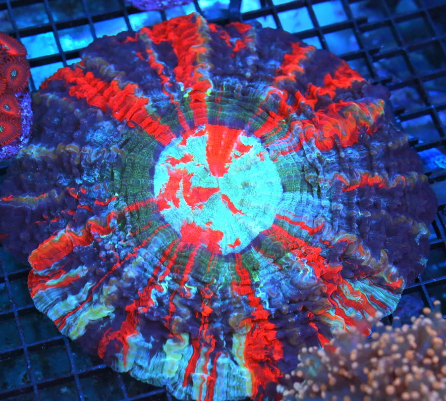 8x8 ACANTHOPHYLLIA CORAL - ULTIMATE SHOWPIECE NICE AS YOU WILL EVER SEE ACANTHOPHYLLIA CORAL