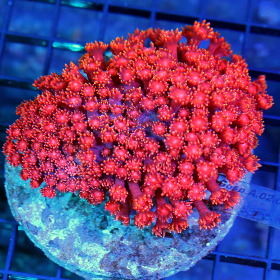 4x4 GONIOPORA CORAL - SUPER NEON FIRE CRACKER RED GONIOPORA CORAL