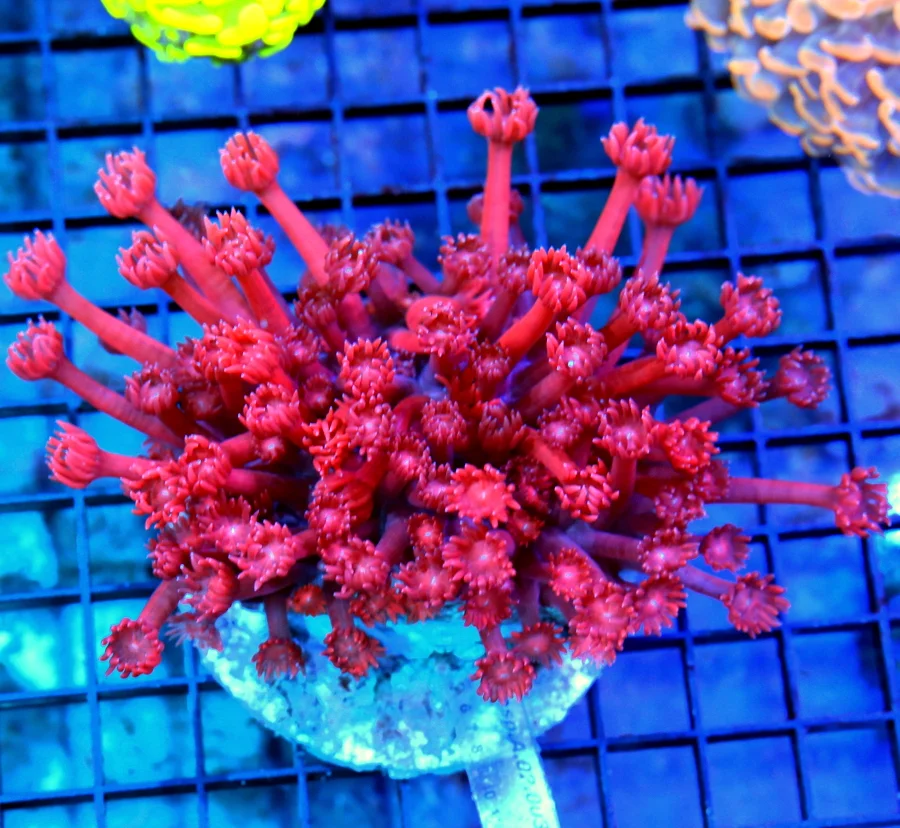 4.5x4.5 GONIOPORA CORLA - SUPER NEON CHERRY BOMB RED GONIOPORA CORAL