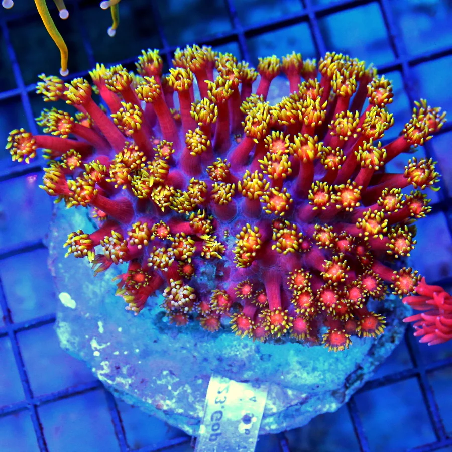 5x4.5 GONIOPORA CORAL - COLLECTOR'S ITEM EXTREMELY RARE RAINBOW GONIOPORA CORAL