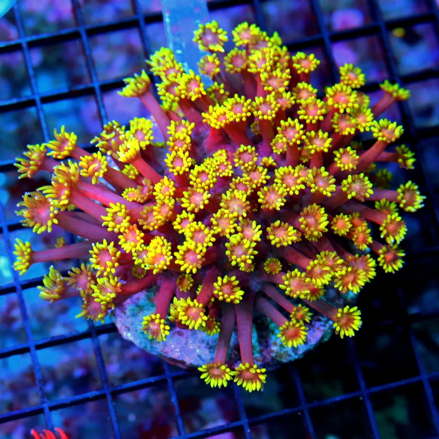 5x4.5 GONIOPORA CORAL - COLLECTOR'S ITEM EXTREMELY RARE RAINBOW GONIOPORA CORAL