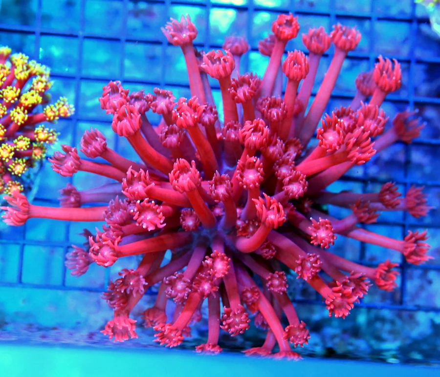 6x6 XL GONIOPORA CORAL - SUPER NEON RED LONG TENTACLED GONIOPORA CORAL