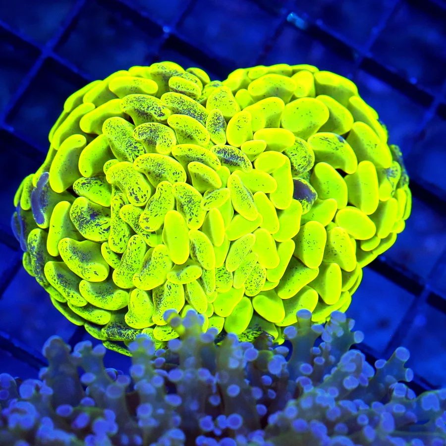 4x3 BRANCHING HAMMER CORAL - GLOW IN THE DARK PURPLE PURPLE PAINTED BRANCHING HAMMER CORAL