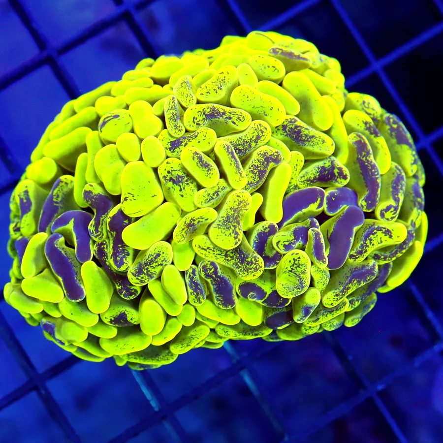 4x3 BRANCHING HAMMER CORAL - GLOW IN THE DARK PURPLE PURPLE PAINTED BRANCHING HAMMER CORAL