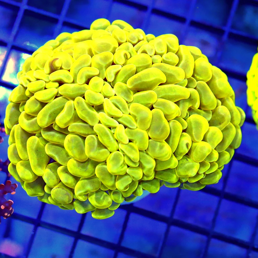 4.5x4 BRANCHING HAMMER CORAL - ABSOLUTELY STUNNING HIGHLIGHTER YELLOW BRANCHING HAMMER CORAL