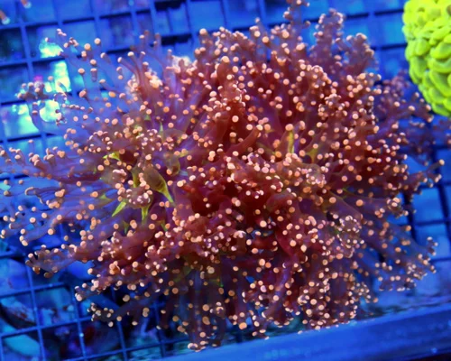 7x7 XXL OCTOSPAWN CORAL - SUPER SUPER NEON ORANGE XXL OCTOSPAWN CORAL