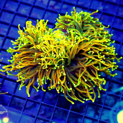 6x6 COMBO TORCH CORAL - HOLY GRAIL / DRAGON SOUL / HOLY QUACOMOLE CENTERPIECE TORCH CORAL