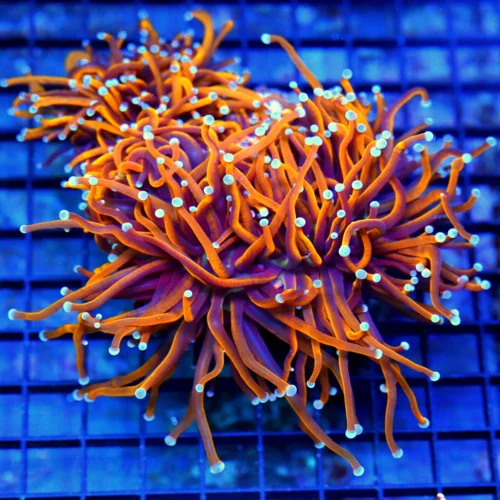 7x6 GIGANTIC CENTER PIECE TORCH CORAL - 24K GOLD THE BEST I'VE EVER SEEN CENTER PIECE TORCH CORAL