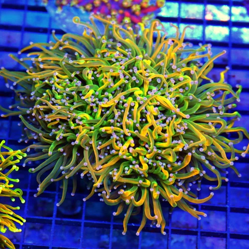 6.5x6.5 COMBO TORCH CORAL - HOLY GRAIL / HOLY QUACOMOLE CENTERPIECE TORCH CORAL