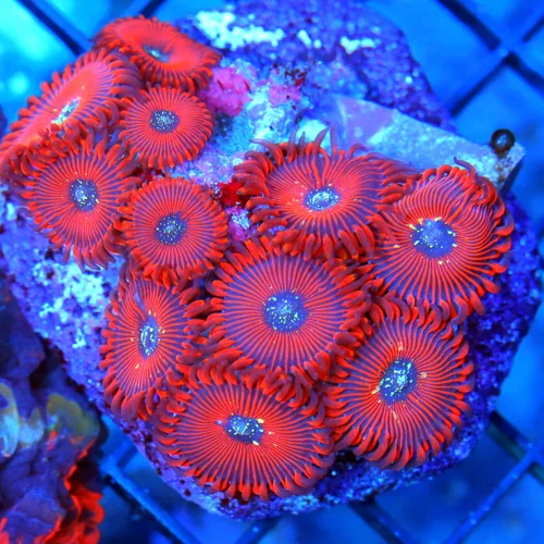 3 PALYTHOA CORAL - SUPER SUPER RED MAGICIAN PALYTHOA CORAL