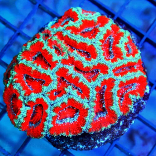 3.5 ACANTHASTREA LORDHOWENSIS CORAL - ULTRA COLORED BLUE AND RED SUPERMAN ACAN LORD