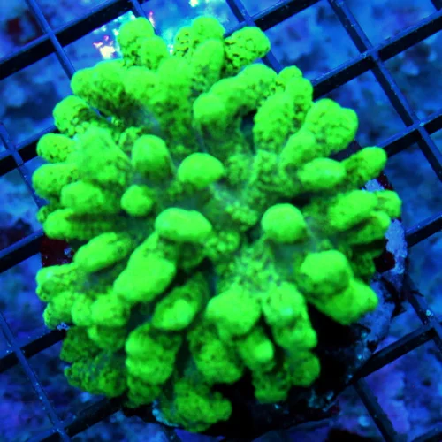 3.5x3.5 STYLOPHORA CORAL - NEON GREEN CULTURED CAT'S PAW STYLOFORA CORAL