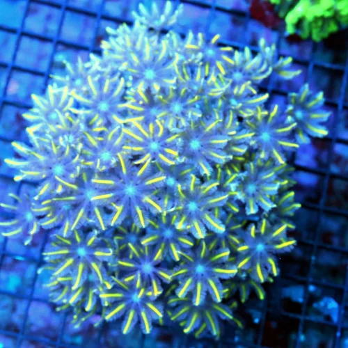 5x5 CLOVE POLYP CORAL - ABSOLUTELY STUNNING SPECIMEN ULTRA COLORED CLOVE POLYP