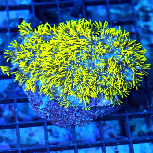 4x3 GREEN STAR POLYP CORAL - VERY NICE GREAT SIZE SHAPE AND COLOR