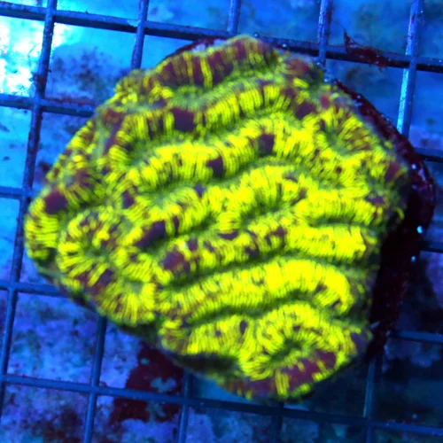 3x3 PLATYGYRA CORAL - PURPLE AND YELLOW PLATYGYRA CORAL