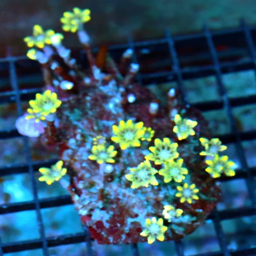 4x3 CLOVE POLYPS CORAL - YELLOW STRIPPED BLUE EYED CLOVE POLYPS