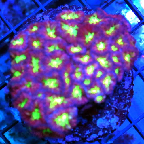 3.5 BLASTOMUSSA MERLETTI CORAL - ULTRA COLORED PURPLE YELLOW EYED BLASTOMUSSA MERLETTI