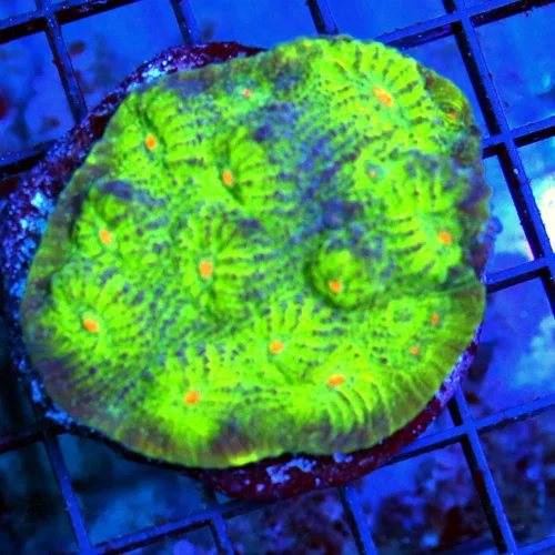 3.5 ECHINOPHYLLIA CHALICE CORAL - ULTRA COLORED ORANGE BRIGHT ORANGE EYED ECHINOPHYLLIA CHALICE
