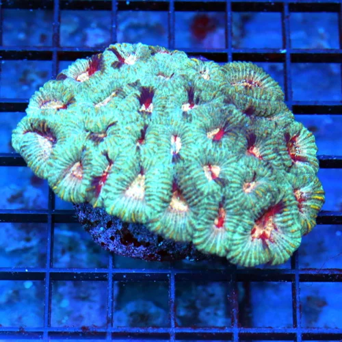 4 FAVIA CORAL - PINK EYED ULTRA COLORED FAVIA CORAL