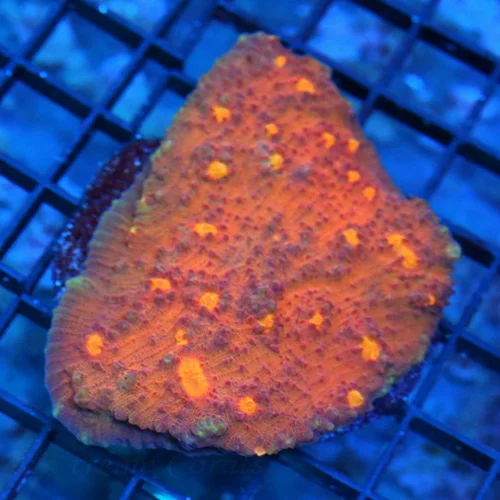 4 ECHINOPHYLLIA CHALICE CORAL - ULTRA COLORED ORANGE w/BRIGHT ORANGE EYES ECHINOPHYLLIA CHALICE