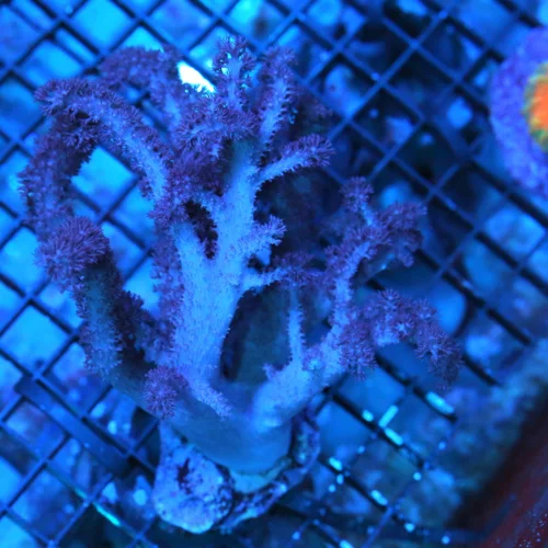 6x5 COLT CORAL - RARELY IMPORTED SUPER COLORED PURPLE COLT CORAL
