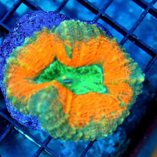 3.5 LOBOPHYLLIA CORAL - VERY VERY PRETTY MULTICOLORED ORANGE AND GREEN LOBOPHYLLIA CORAL