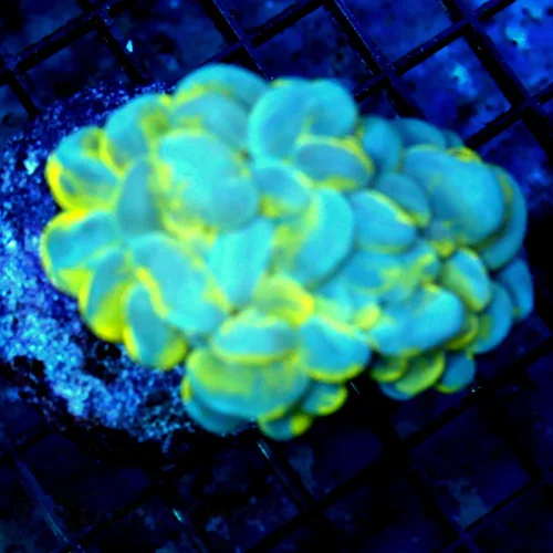 4x3 BUBBLE CORAL - BAD TO THE BONE CAT'S EYED BLUE AND YELLOW BUBBLE CORAL