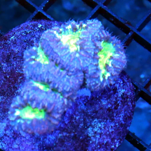 3 BLASTOMUSSA CORAL - VERY VERY NICE PURPLE BLASTOMUSSA CORAL
