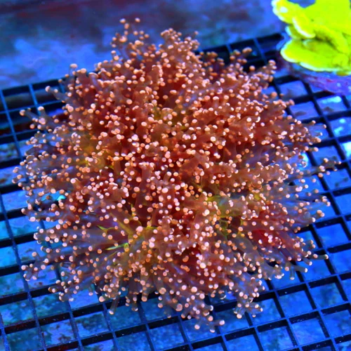 7.5x7.5 GIANT OCTOSPAWN CORAL - SUPER ORANGE ULTRA COLORED OCTOSPAWN CORAL