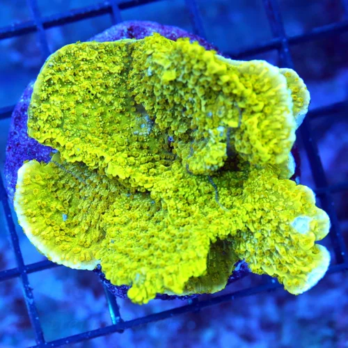 4x3 MONTIPORA CAPRICORNIS - VERY HARD TO GET ULTRA ULTRA COLORED SUPER NEON GREEN MONTIPORA CAP