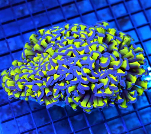 5x4 HAMMER CORAL - OUT OF THIS WORLD PURPLE TIPPED HAMMER CORAL