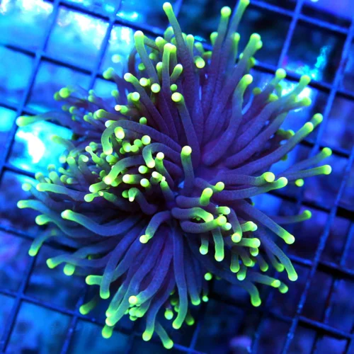 4x3 TORCH CORAL - VERY VERY NICE PURPLE COLORED TORCH