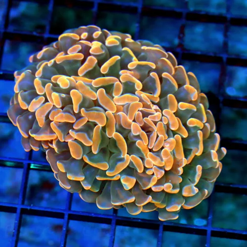 4.5x3.5 HAMMER CORAL - OUT OF THIS WORLD SUPER ORANGE HAMMER CORAL