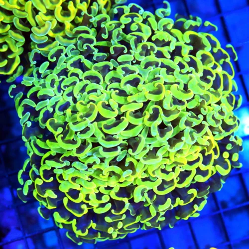 5.5x5.5 XL HAMMER CORAL - SCREAMING NEON LEMON LIME YELLOW/GREEN ULTRA COLORED HAMMER CORAL