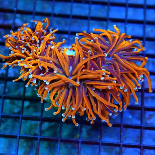 7x6 GIGANTIC CENTER PIECE TORCH CORAL - 24K GOLD THE BEST I'VE EVER SEEN CENTER PIECE TORCH CORAL