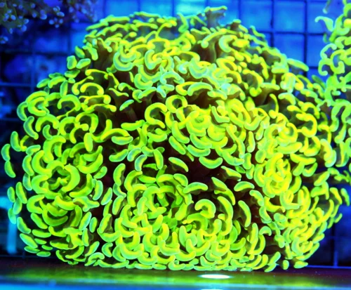 6x6 HAMMER CORAL - ABSOLUTELY STUNNING NEON BLUE PAINTED HAMMER CORAL