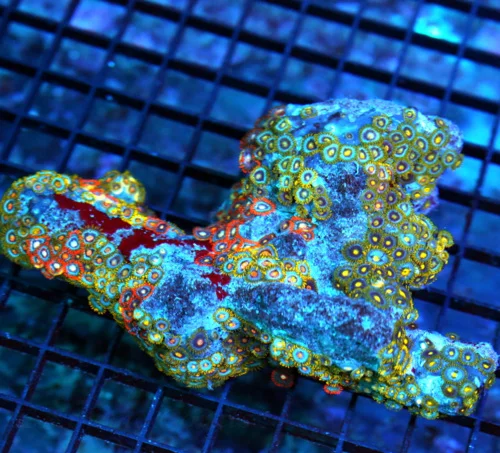 6x5 COMBO ZOANTHID CORAL - ULTRA GRADE RARE COLORED FIJI COMBO ZOANTHID CORAL COLONY
