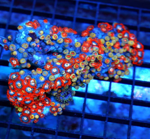 5x4 COMBO ZOANTHID CORAL - ULTRA GRADE RARE COLORED FIJI COMBO ZOANTHID CORAL COLONY