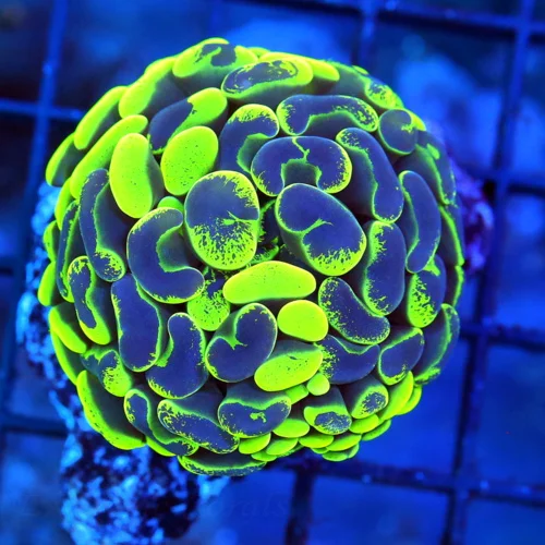 2.5 HAMMER CORAL - ULTRA COLORED NEON GREEN BLUE PAINTED HAMMER CORAL