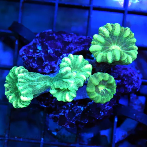 3 CANDY CANE CORAL - GREEN STRIPPED ULTRA COLORED CANDY CANE CORAL