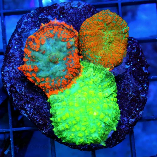 3 RHODACTIS MUSHROOM CORAL - ULTRA ULTRA COLORED THREE IN ONE RHODACTIS MUSHROOM CORAL