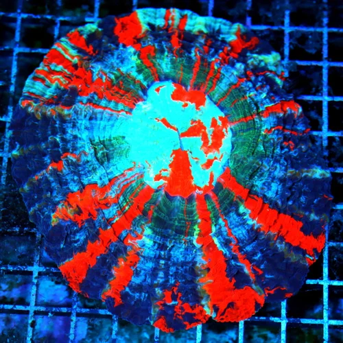 7x7 ACANTHOPHYLLIA CORAL - ULTIMATE SHOWPIECE NICE AS YOU WILL EVER SEE ACANTHOPHYLLIA CORAL